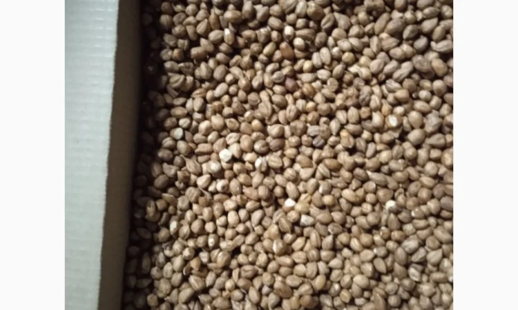 Продам фундук чищений сирий - фото № 1