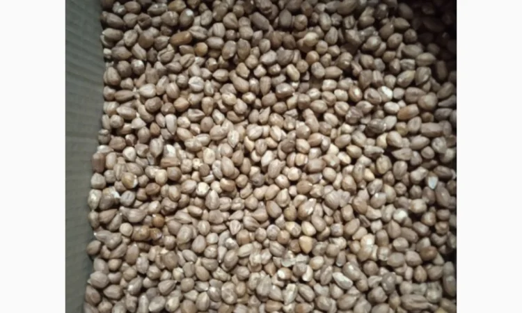 Продам фундук чищений сирий - фото № 2