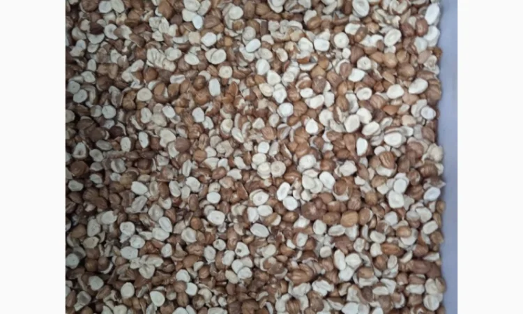 Продам фундук чищений сирий - фото № 4