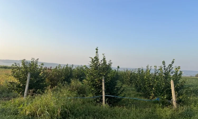 Продам неочищений фундук | Урожай 2025 | Львівська обл - фото № 1