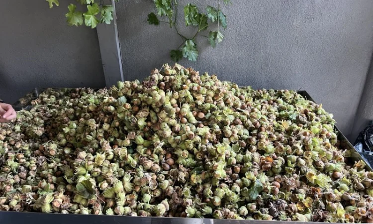 Продам неочищений фундук | Урожай 2025 | Львівська обл - фото № 2