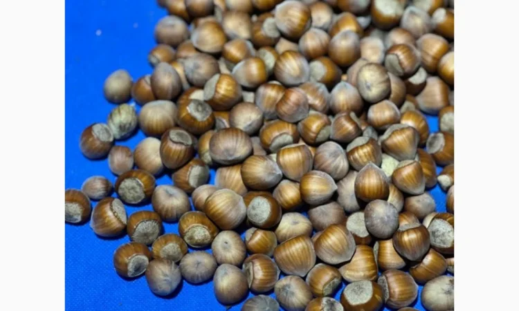 Продам неочищений фундук | Урожай 2025 | Львівська обл - фото № 3