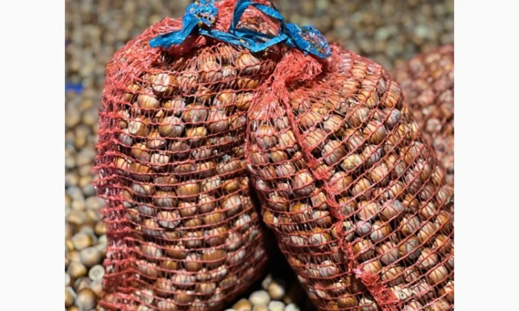 Продам неочищений фундук | Урожай 2025 | Львівська обл - фото № 4