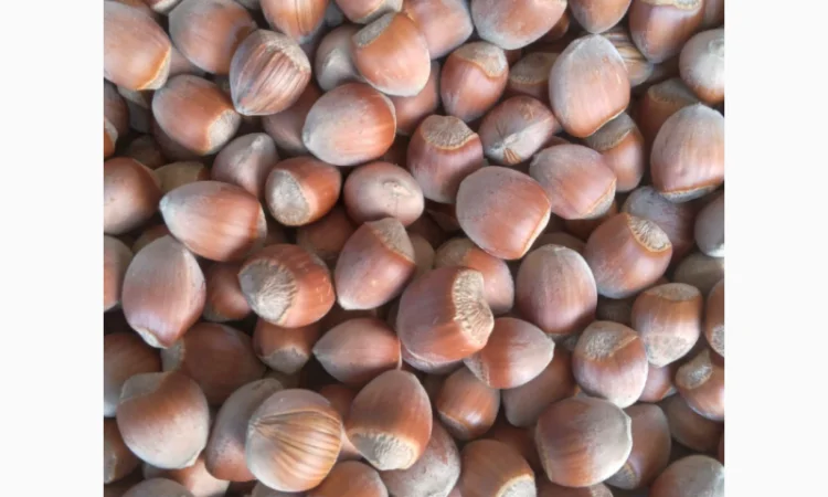 Продам фундук - фото № 1