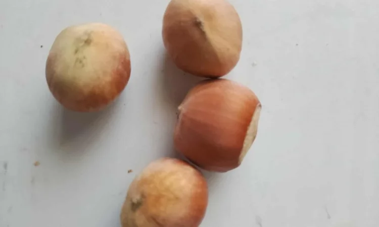 Продам орех Фундук (очищенный и неочищенный) - фото № 1