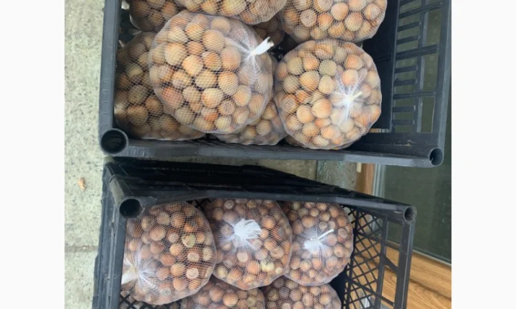 Продам орех Фундук (очищенный и неочищенный) - фото № 2