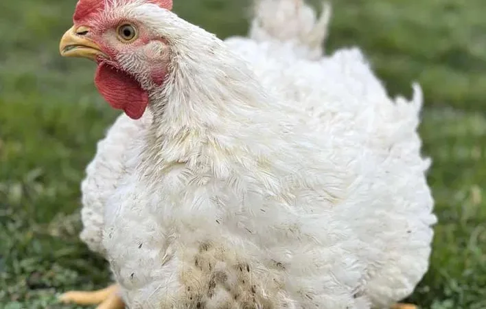 Продается домашний бройлер живым весом - фото № 1