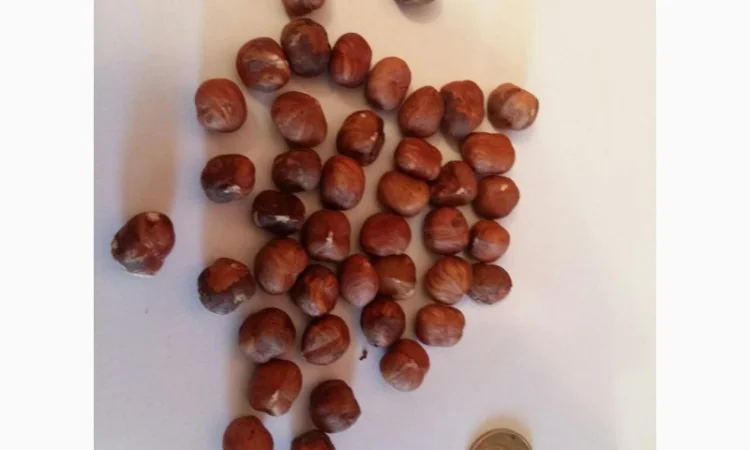 Фундук 11-13 (опт и розница) Сухофрукти - фото № 1