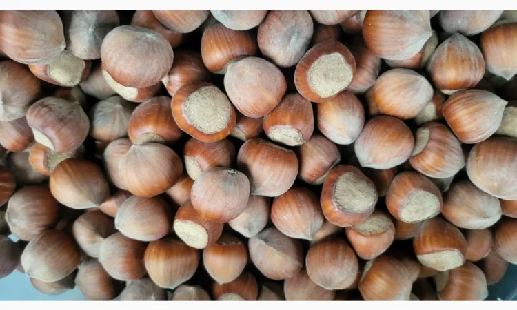 Барсилонский фундук кплю - фото № 1