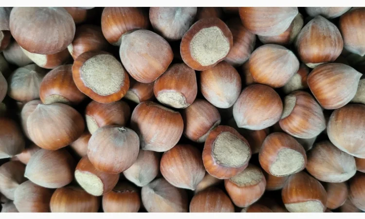 Барсилонский фундук кплю - фото № 2