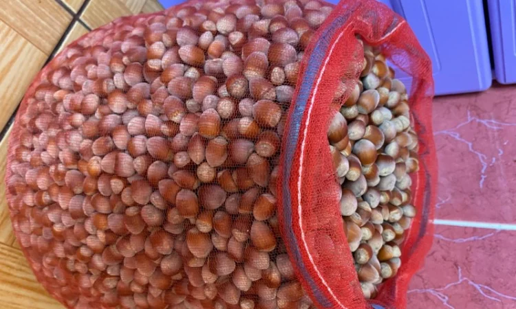 Продам фундук - фото № 2