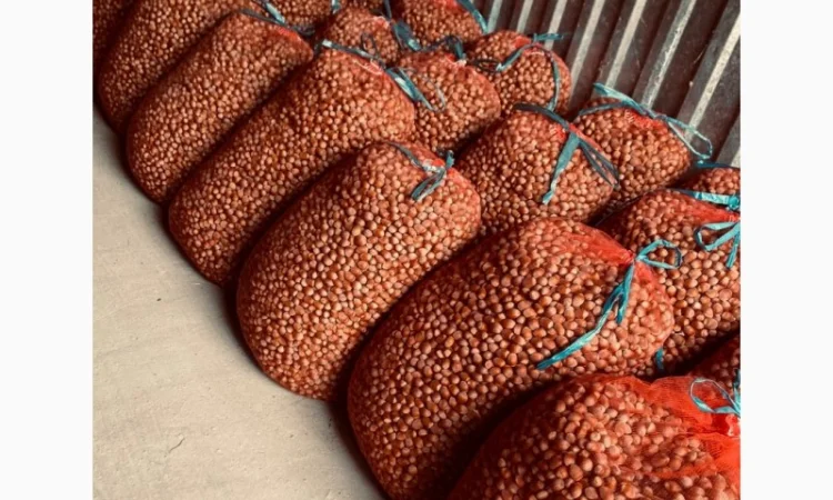 Продам фундук - фото № 3