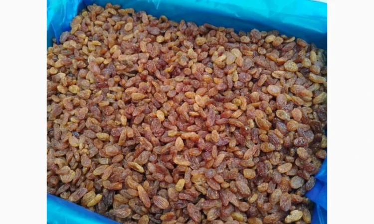 Ізюм Іран оптом та в роздріб - фото № 1