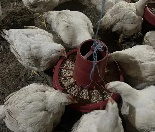 Домашние бройлеры с доставкой на дом живым весом - фото № 1