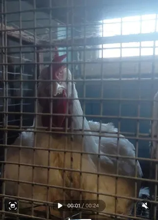 Продается бройлер живым весом - фото № 1