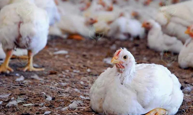 Продажа домашнего бройлера живым весом - фото № 1