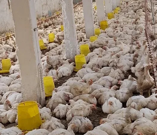 Продаются бройлеры Росс 308 живым весом - фото № 1