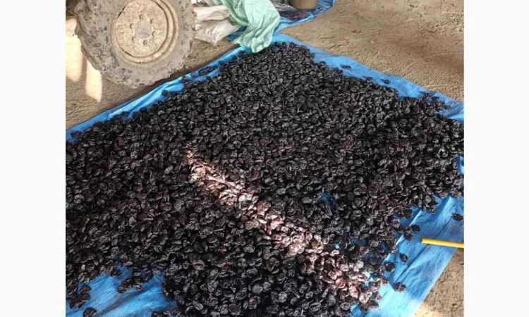 Продам чорнослив - фото № 5