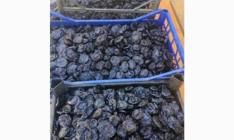 Продам чорнослив без кісточки - фото № 1