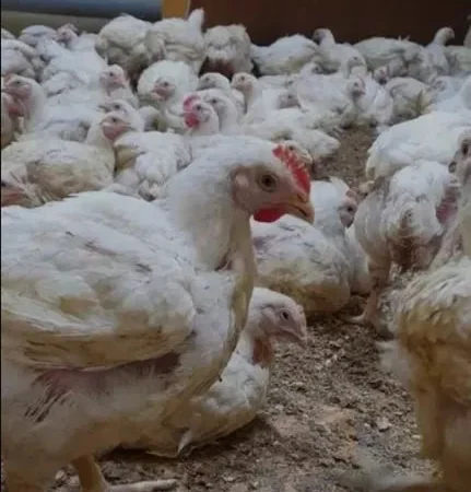 Крос бройлер КОББ 500 у продажу - фото № 1