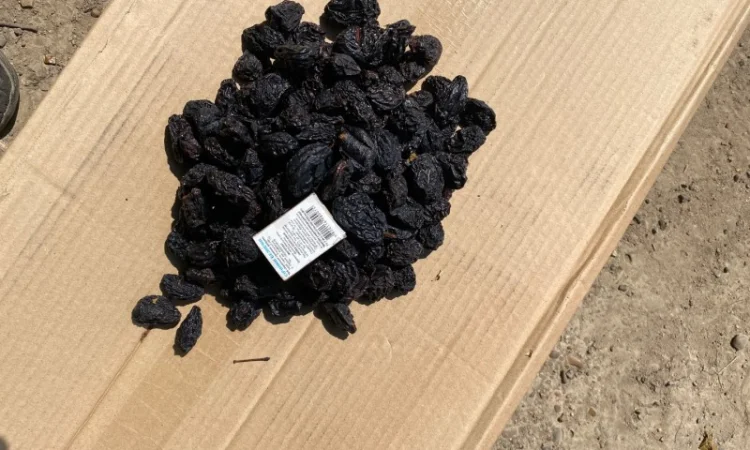 Пропонується в’ялений чернослив з кісточкою - фото № 2