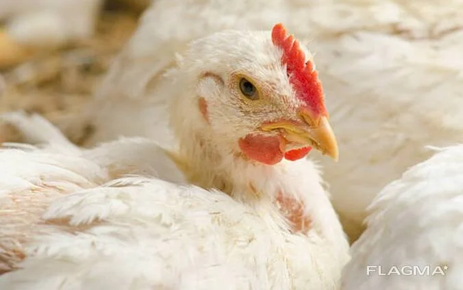 Бройлеры живым весом на продажу - фото № 1