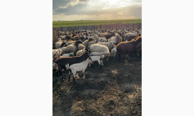 Купую кіз та козенят за вигідною ціною - фото № 2