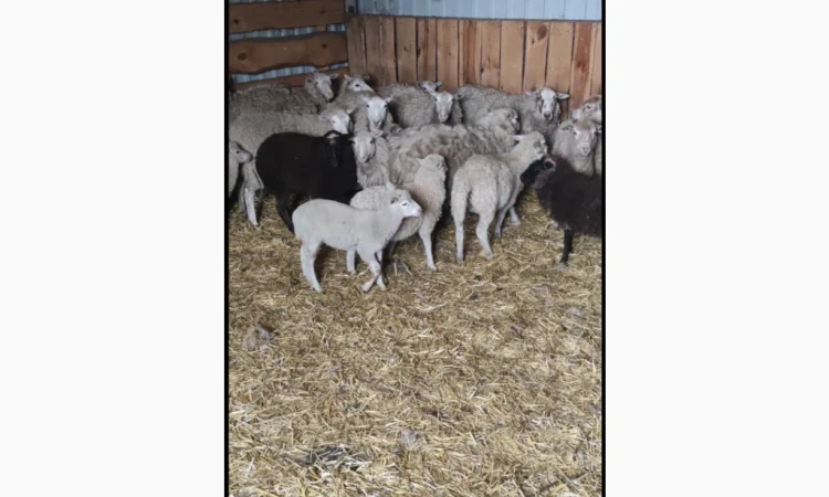 Купую коз і овець у великій кількості - фото № 1