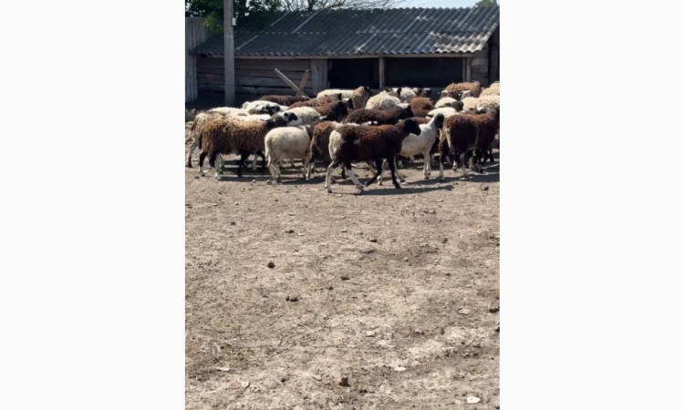 Купую коз і овець у великій кількості - фото № 3