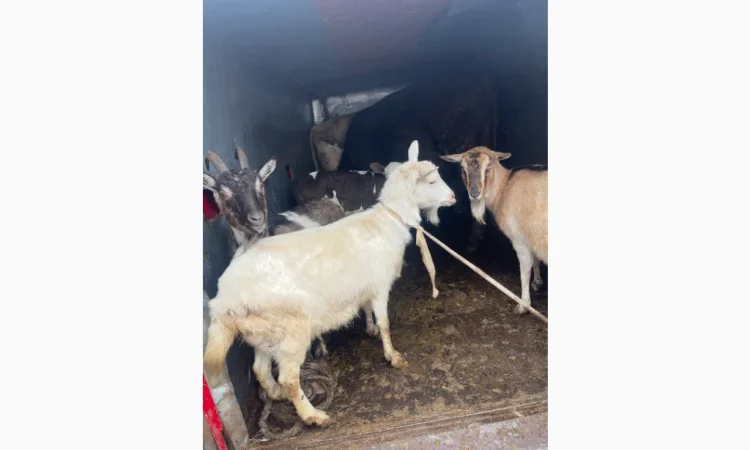 Купую коз і овець у великій кількості - фото № 4