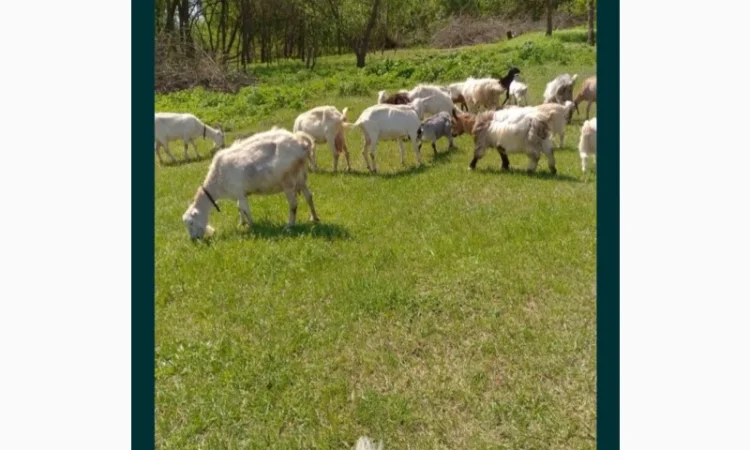 Купую стадо кіз у Полтаві - фото № 1