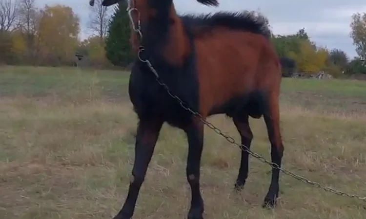 Пропонується альпійський племінний козел - фото № 1