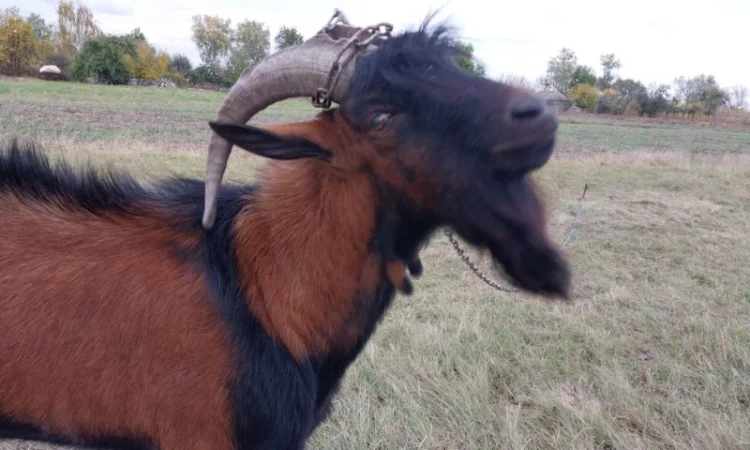 Пропонується альпійський племінний козел - фото № 2