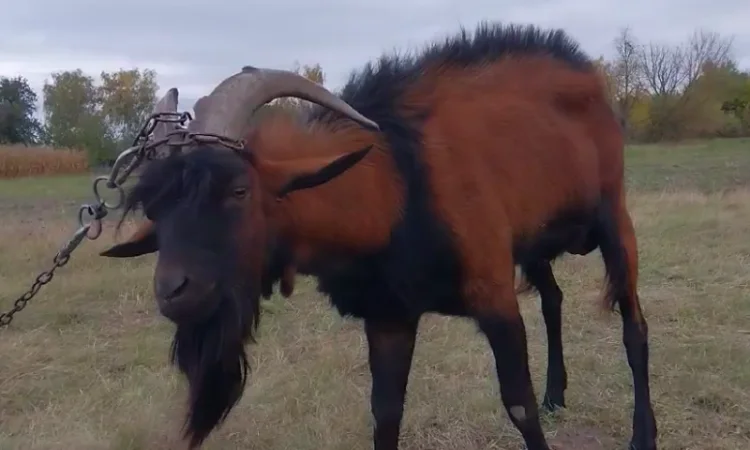 Пропонується альпійський племінний козел - фото № 3