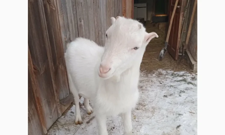 Продается козлик 10 месяцев от молочной козы - фото № 1