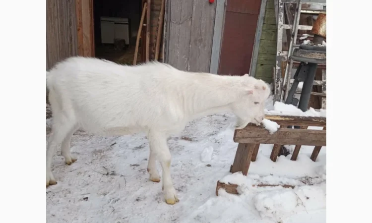 Продается козлик 10 месяцев от молочной козы - фото № 2