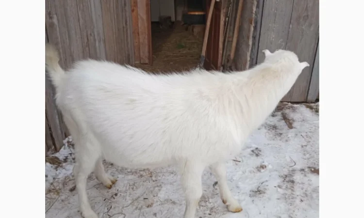 Продается козлик 10 месяцев от молочной козы - фото № 3