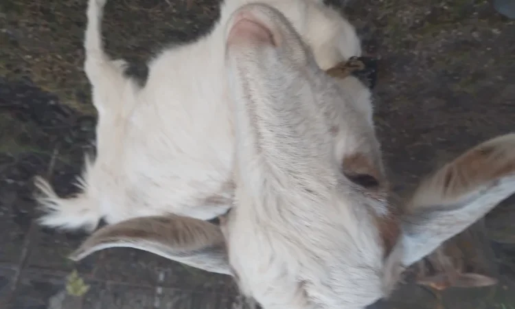 Продается молодая козочка - фото № 1