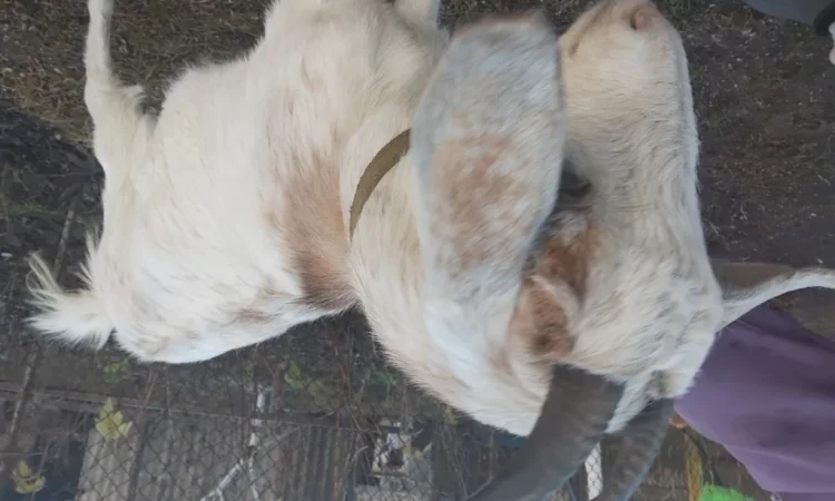 Продается молодая козочка - фото № 2