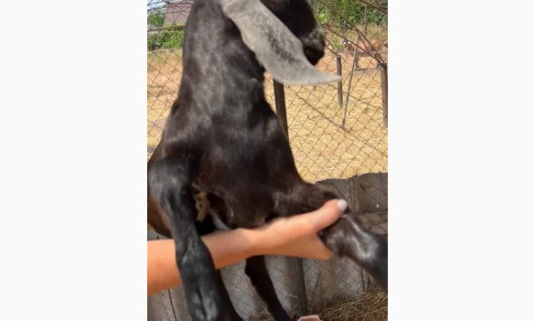 Продаются 100% козлики англо-нубийской породы - фото № 1