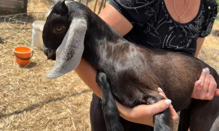 Продаются 100% козлики англо-нубийской породы - фото № 3