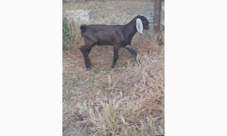 Продаются 100% козлики англо-нубийской породы - фото № 4