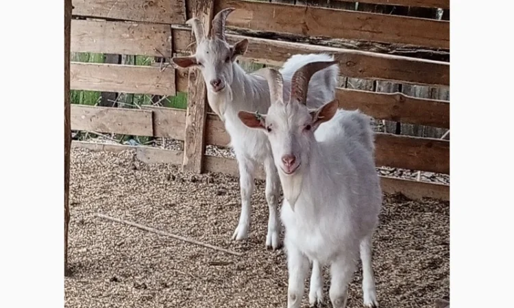 Продається стадо кіз - 70 дійних - фото № 1