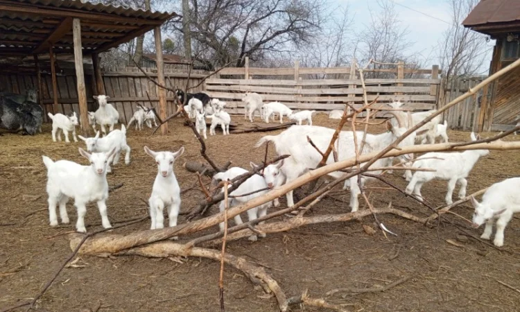 Продається стадо кіз - 70 дійних - фото № 2