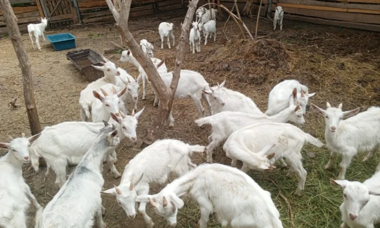 Продається стадо кіз - 70 дійних - фото № 3