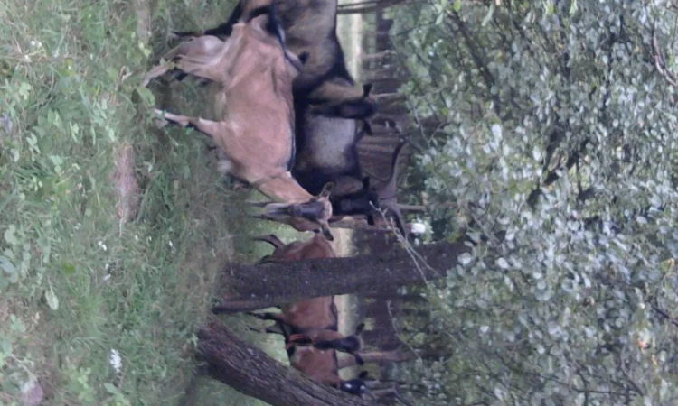 Распродажа альпийских коз - фото № 1