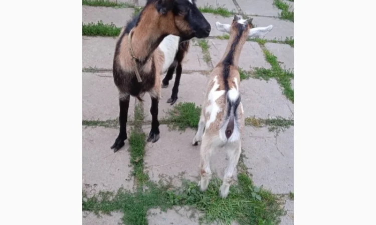 Терміновий продаж кіз - фото № 1