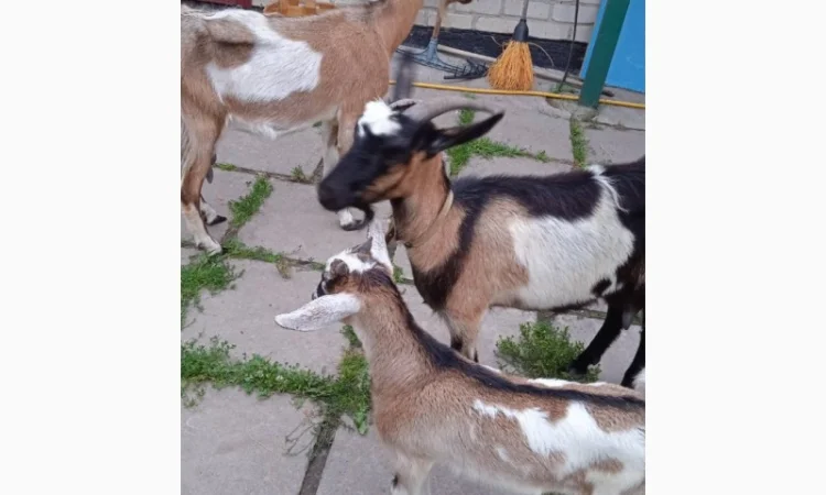 Терміновий продаж кіз - фото № 2