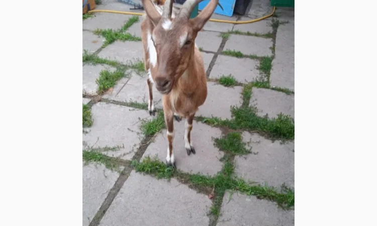 Терміновий продаж кіз - фото № 4