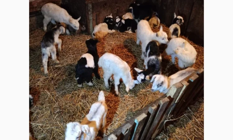 Действующие козы и козлята на продажу - фото № 1